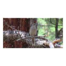 S Flaming Gorge Utah Fauna Birds Aves Animals Photo Card Template