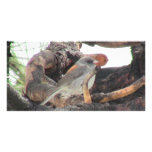 S Flaming Gorge Utah Fauna Birds Aves Animals Photo Cards