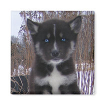 S. Husky Puppy Magnets by Petcetera S. Husky Puppy Magnets
