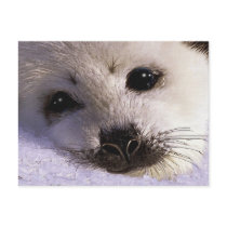 S.O.S. SAVE OUR HARP SEALS postcards by RavenSpiritPrints S.O.S. SAVE OUR HARP SEALS postcards