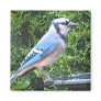 SA- Blue jay magnet