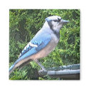SA- Blue jay magnet