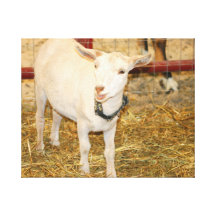 Saanen doeling goat mouth open gallery wrapped canvas