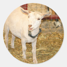 Saanen doeling goat mouth open round sticker