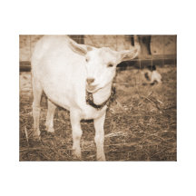 Saanen doeling sepia goat mouth open gallery wrapped canvas