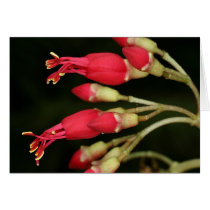 SABA: Charianthus purpureus cards