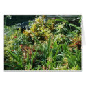 Saba Garden Card