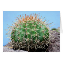 SABA: Melocactus intortus cards