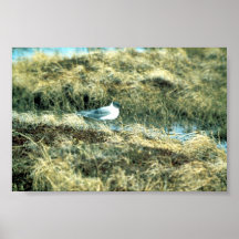 Sabines Gull Posters