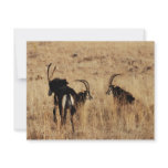 Sable antelopes resting personalized invitations