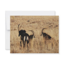 Sable antelopes resting personalized invitations