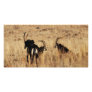 Sable antelopes resting photo cards