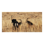 Sable antelopes resting photo cards