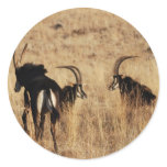Sable antelopes resting stickers