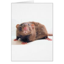 Sable Burmalicious cards