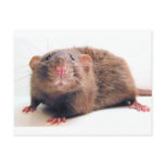 Sable Burmalicious postcards