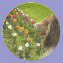 Sable Collie N More Tulips plates