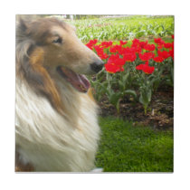 Sable Collie N the Tulips Tile Trivet tiles
