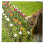 Sable Collie N Tulips Tile Trivet