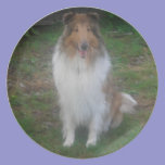 Sable Collie  Sitting Plate