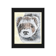 Sable Ferret Picture Stretched Canvas Prints