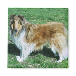Sable Rough Collie magnet