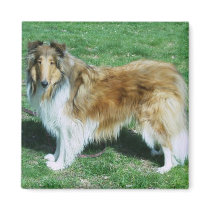 Sable Rough Collie magnets