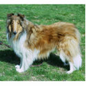 Sable Rough Collie photo sculptures