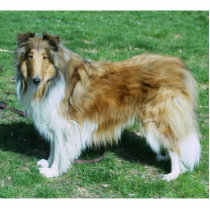 Sable Rough Collie photo sculptures
