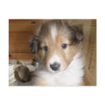 Sable Sheltie Pup Post Card