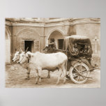 Sacred Bullocks Pulling Carriage of Nautch Girls 1 Posters