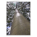 Sacred Ceiba Tree cards
