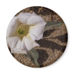 Sacred Datura Flower From Anza Borrego Desert magnets