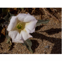 Sacred Datura Flower From Anza Borrego Desert photo sculptures