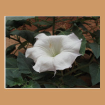 Sacred Datura postcards