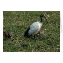 Sacred Ibis cards by pshaw_photo Sacred Ibis cards