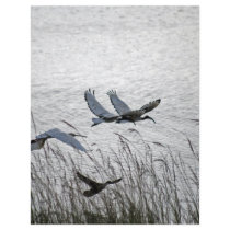 Sacred Ibis flyers by laureenr Sacred Ibis flyers