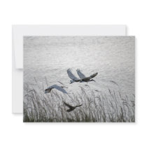 Sacred Ibis invitations by laureenr Sacred Ibis invitations