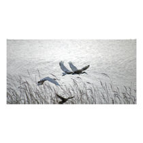 Sacred Ibis photo cards