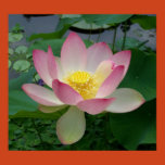 sacred lotus, nelumbo nucifera, indian lotus, bean