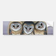 Sacred owls bumper stickers