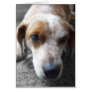 Sad Beagle Mix Greeting Card