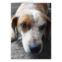 Sad Beagle Mix cards by MenagerieMayhem Sad Beagle Mix cards