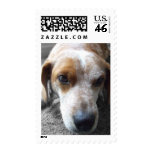 Sad Beagle Mix Postage