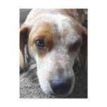 Sad Beagle Mix Post Cards