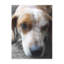 Sad Beagle Mix Post Cards