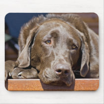 Sad Chocolate Lab Mouse Pad mousepads