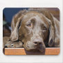 Sad Chocolate Lab Mouse Pads