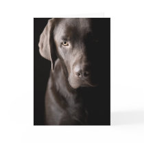 Sad Chocolate Labrador cards