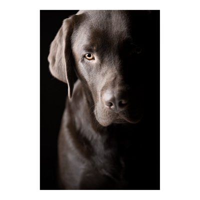 Sad+labrador+puppy
